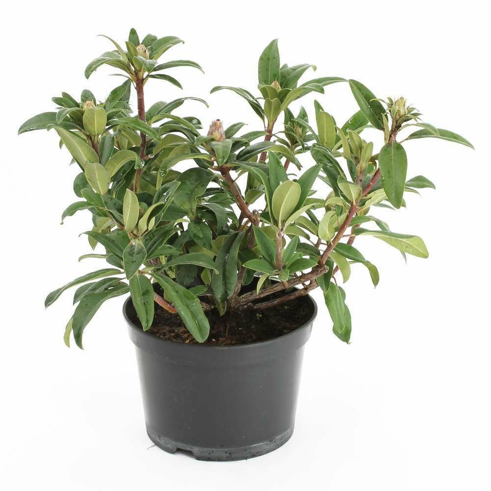Rhododendron x 'fenbeyum':conteneur 7.5l