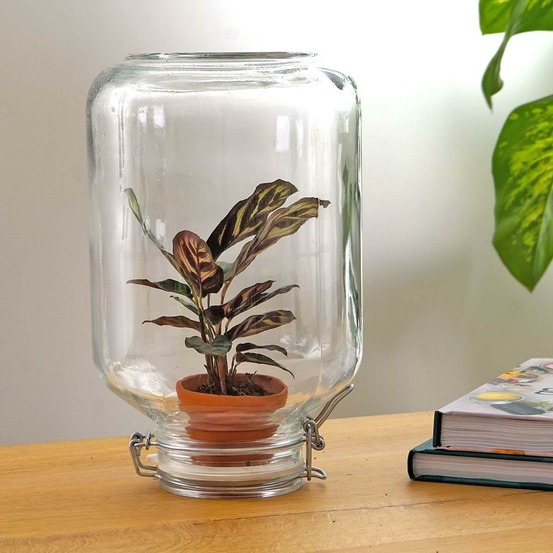 Easyplant - baby plante sous verre -