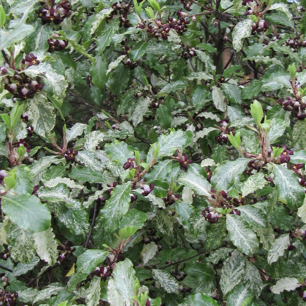 Pittosporum irene patterson, pittospore pot de 7,5l - 60/80 cm