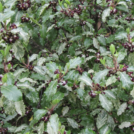 Pittosporum irene patterson, pittospore pot de 7,5l - 60/80 cm