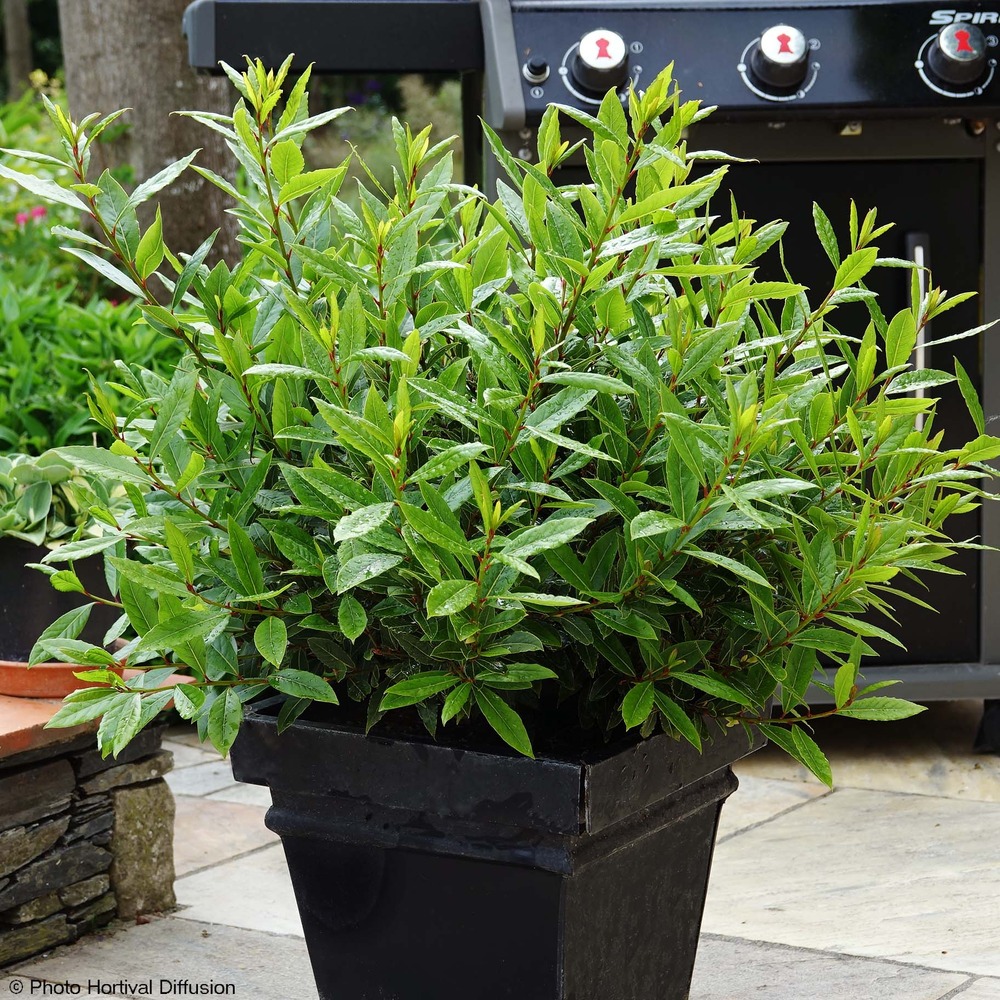 Laurier-sauce nain 'little ragu ' pot de 4l/5l