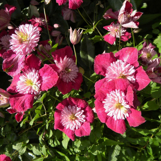 Clématite viticella avant garde™ 'evipo033' pot de 1,3l - tuteur bambou 30/60 cm