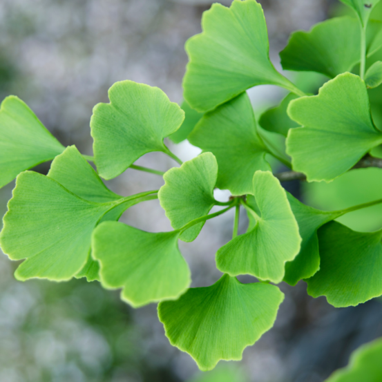 Arbre aux quarante écus fastigiata blagon - ginkgo biloba fastigiata blagon 80/100cm pot 7,5l