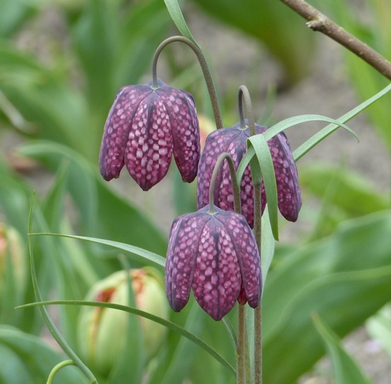 Fritillaire œuf de pintade godet de 8/9 cm calibre 6+