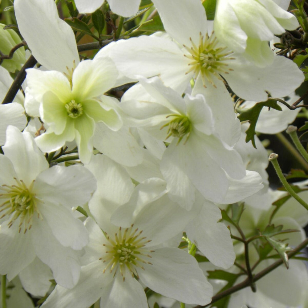 Clématite cartmanii avalanche® 'blavaal' pot de 3l - echelle bambou 60/120 cm