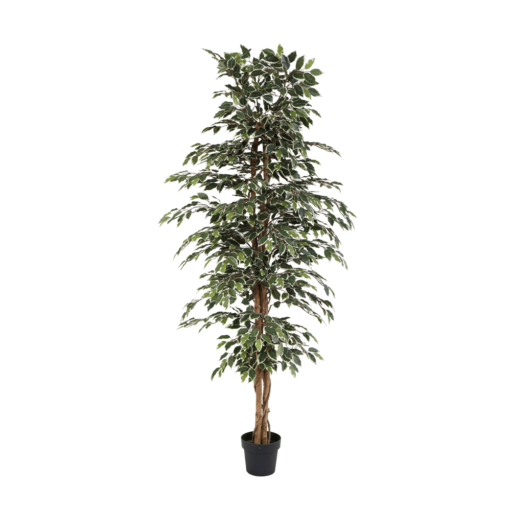 Ficus benjamina variegata - 205cm - ø20cm - plante artificielle