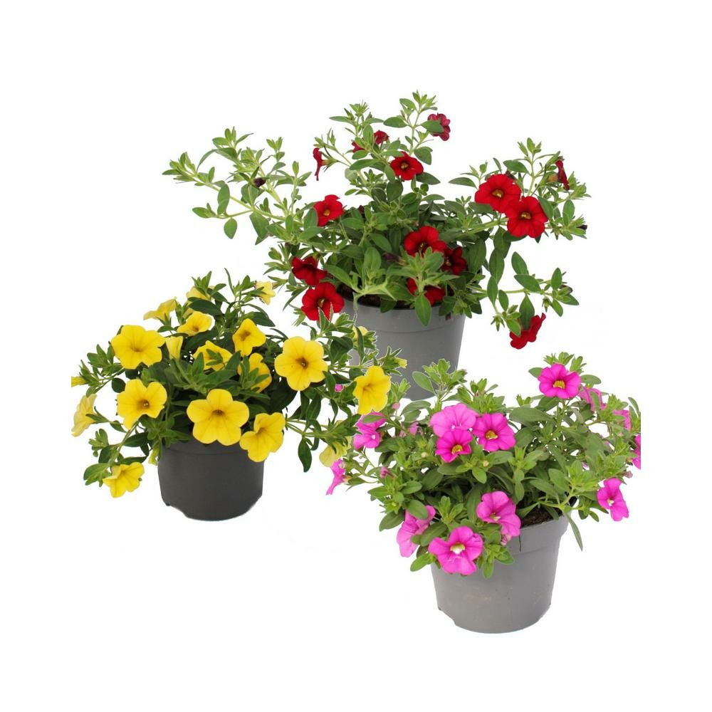 Cloches magiques - mini pétunia suspendu - calibrachoa - pot 12cm - set de 3 plantes - mélange de couleurs
