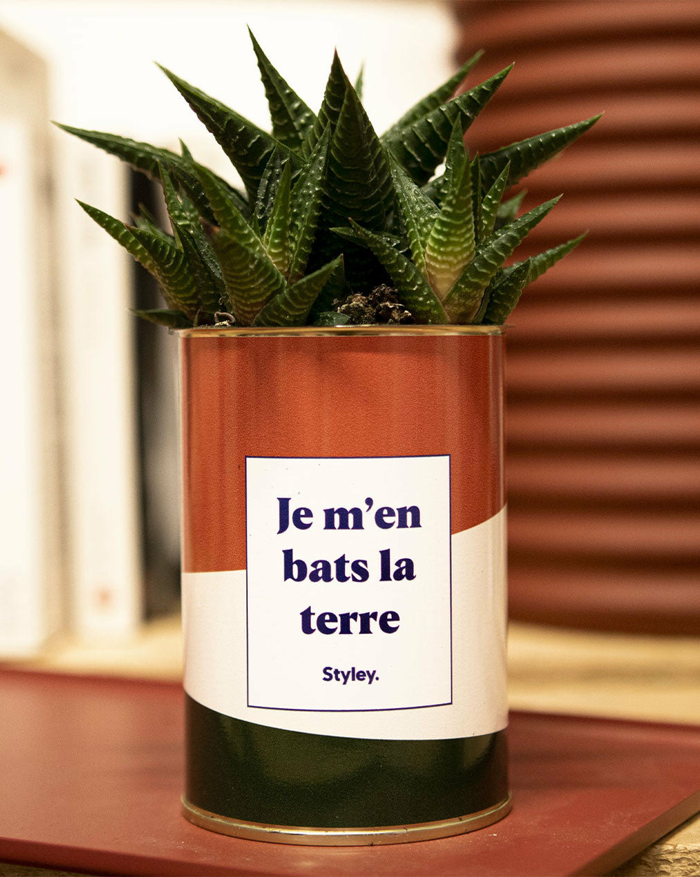 Plante facile à entretenir - je m'en bats la terre - cactus