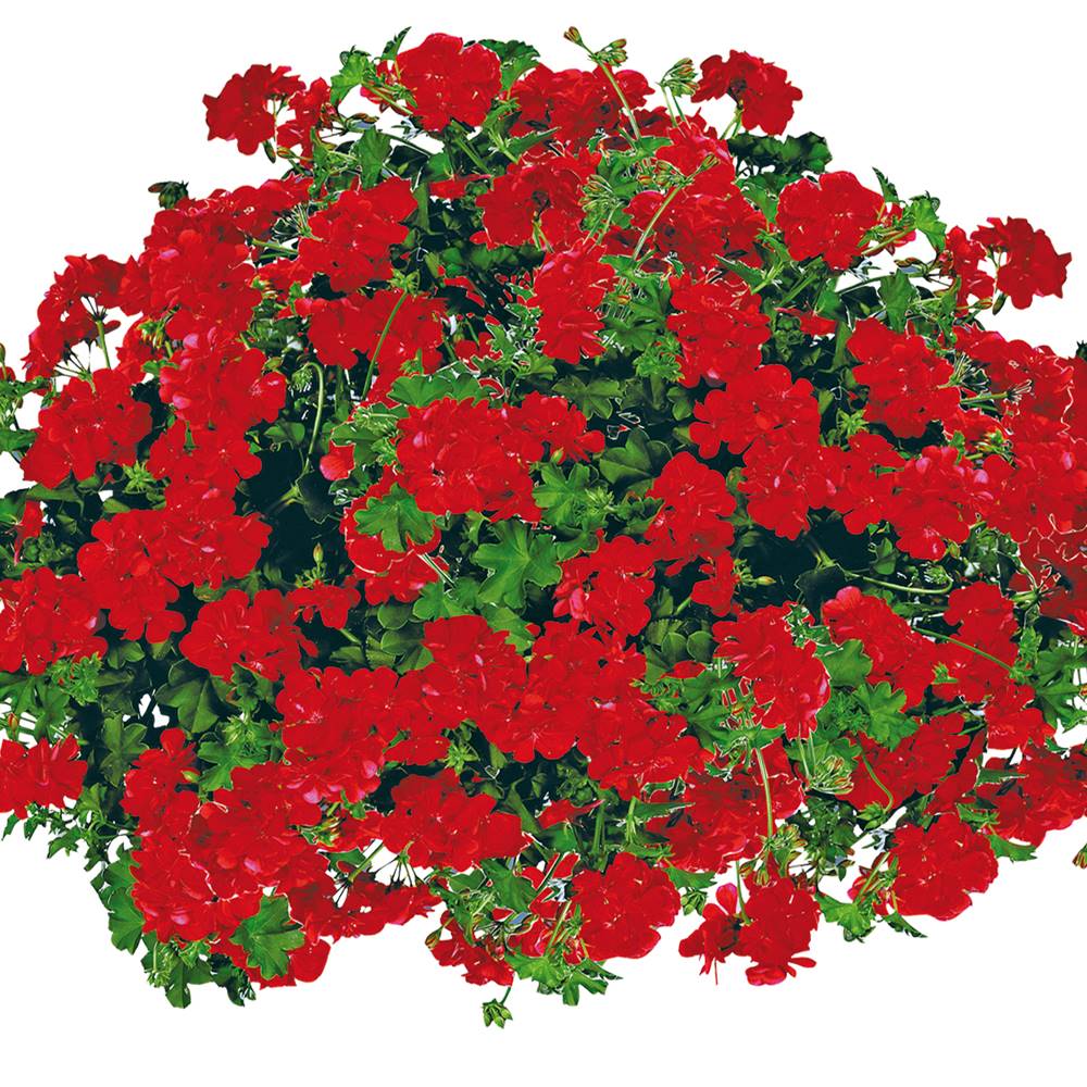 Geranium lierre rouge - 3 godets plante annuelle
