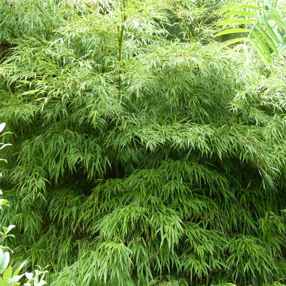 Chimonobambusa 'microphylla' pot de 12l/15l