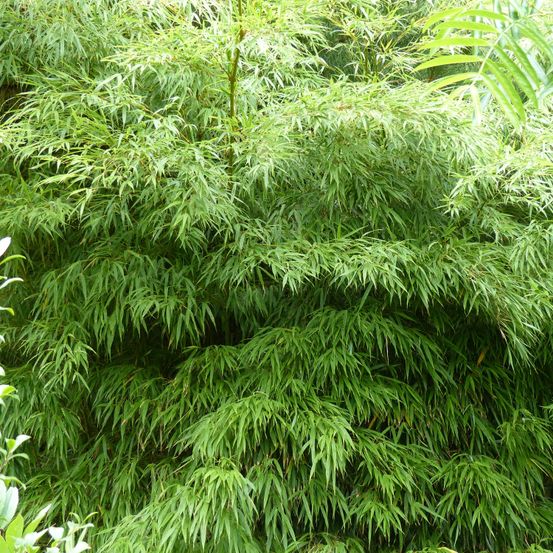 Chimonobambusa 'microphylla' pot de 12l/15l