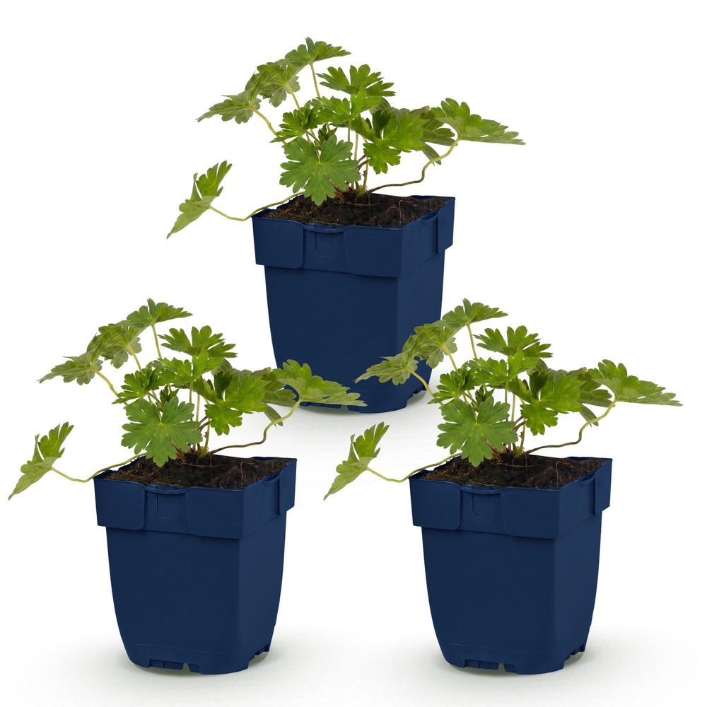 Géranium vivace 'rozanne' - lot de 3 - pot 11 cm - hauteur 25 cm