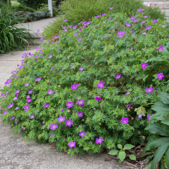 Géranium vivace sanguin lot de 9 godets