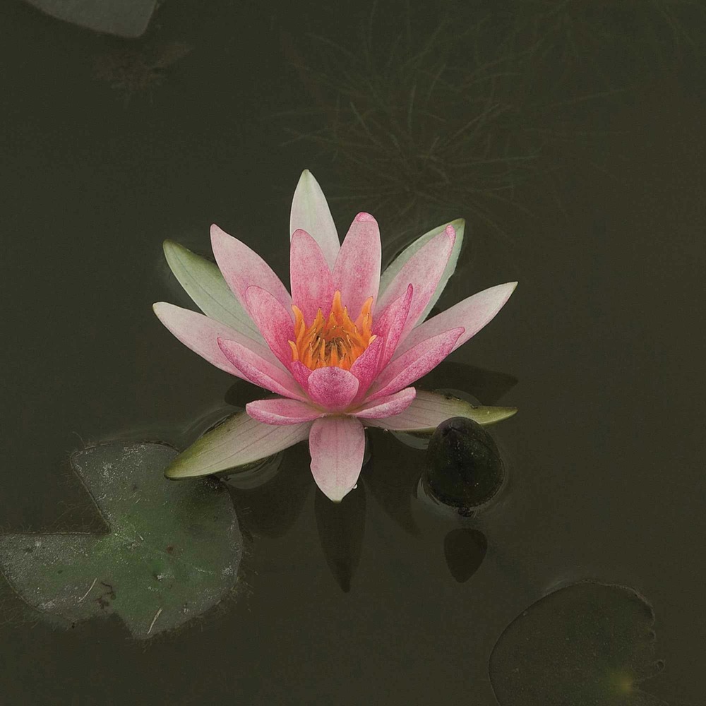 Nénuphar nain rubra - le pot / ø 9cm