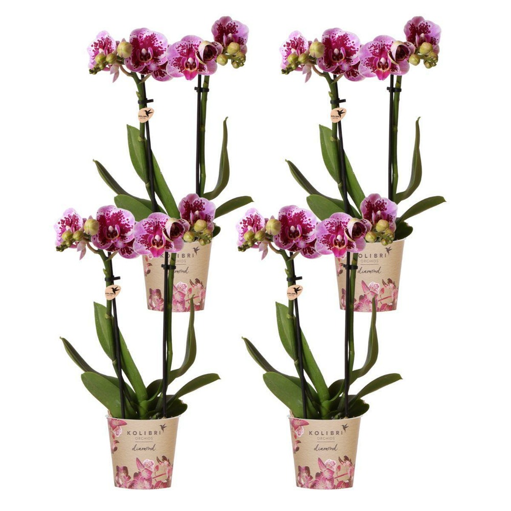 Offre spéciale : 4 orchids phalaenopsis roses - el salvador cm - plante d'intérieur