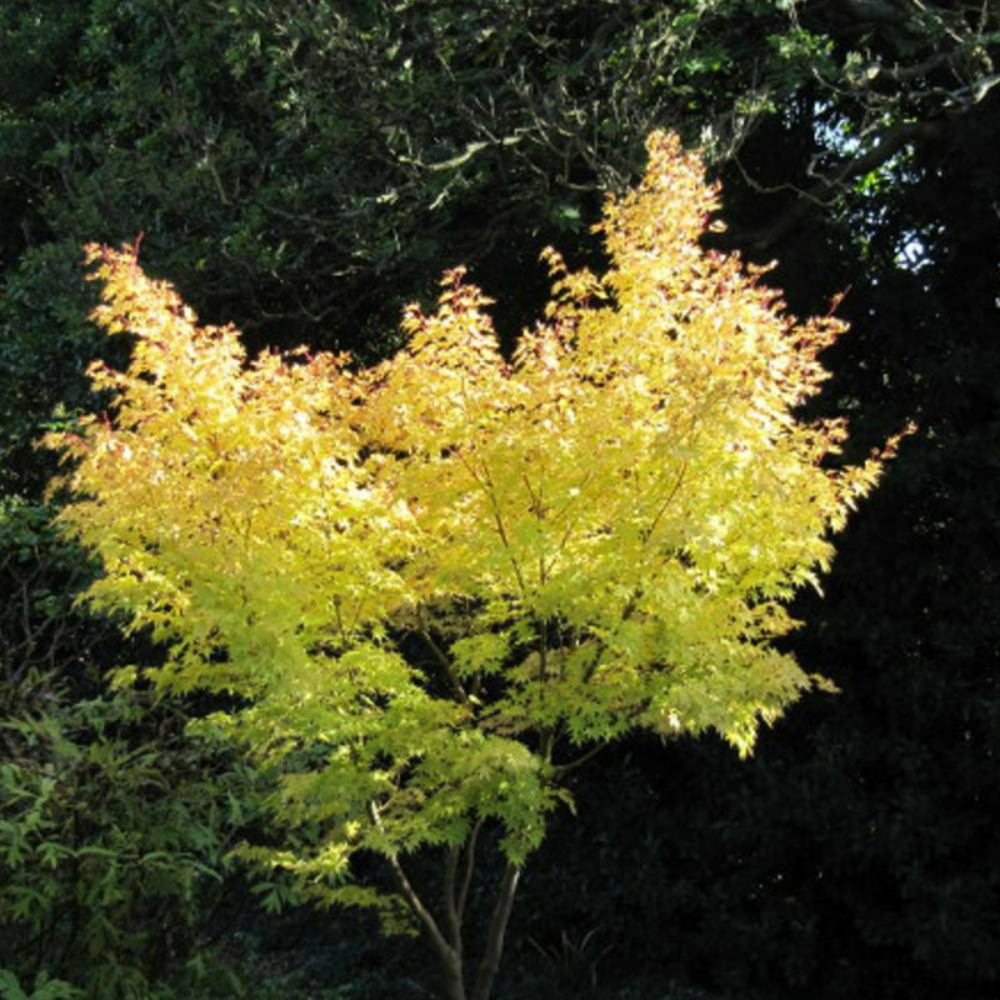 Érable du japon senkaki, acer palmatum pot de 4l - 60/100 cm