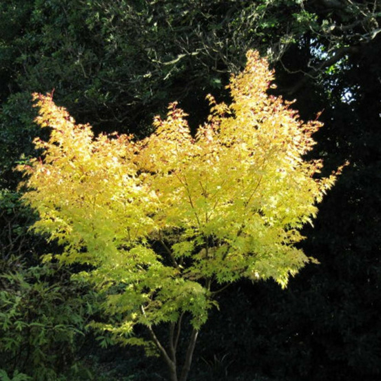 Érable du japon senkaki, acer palmatum pot de 4l - 60/100 cm
