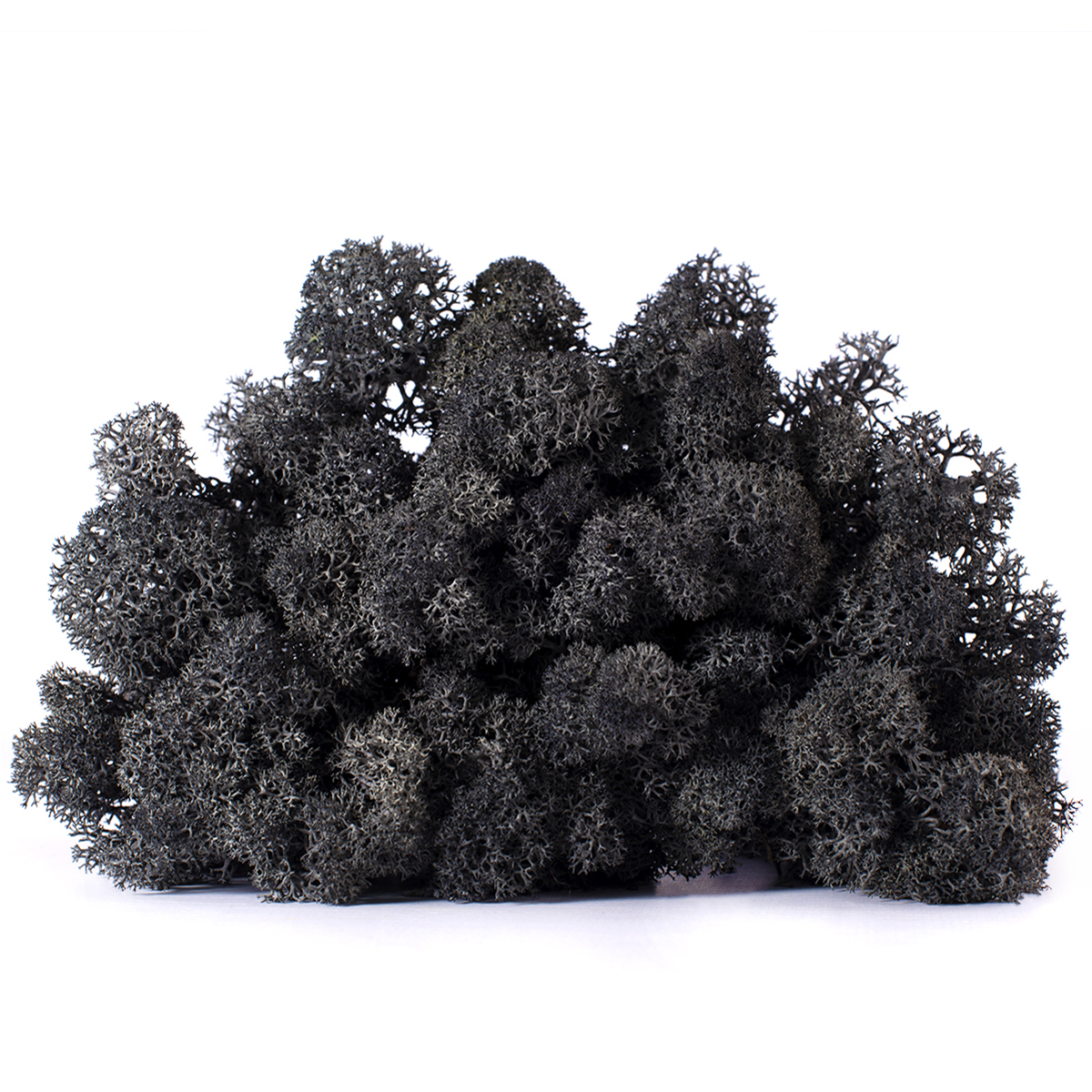 Lic/4052 lichen stabilisée noir box 4 kg