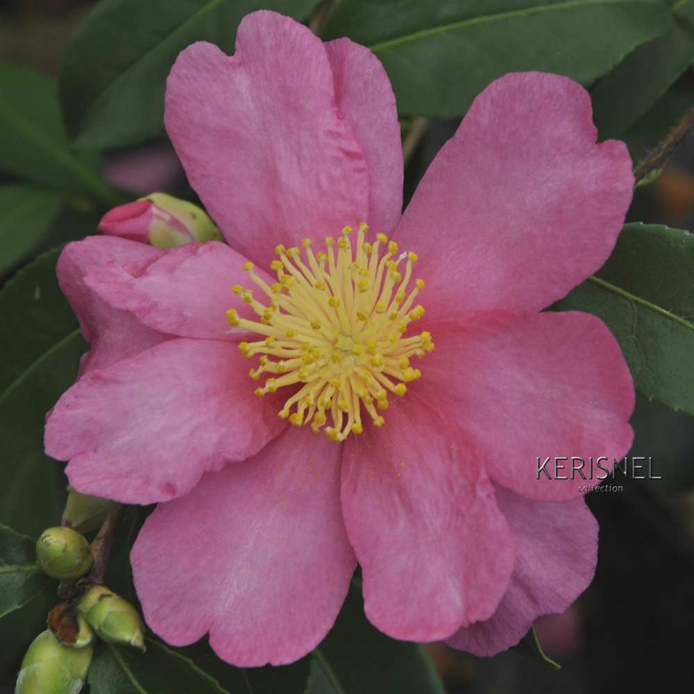 Camellia 'paradise®glow' :pot 4l