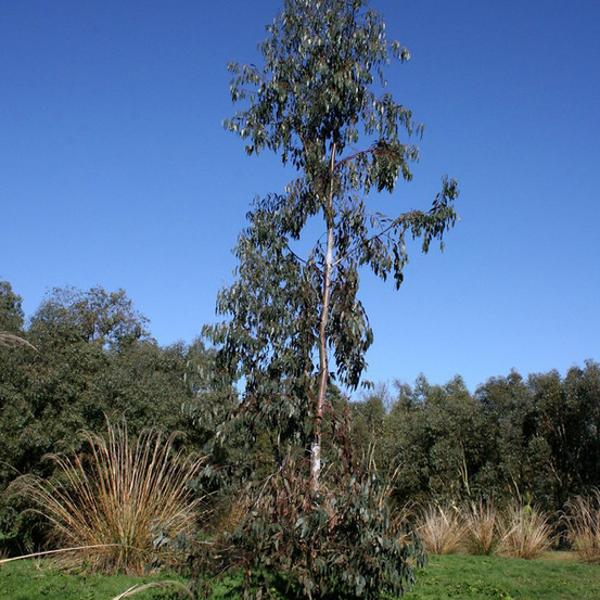 Eucalyptus glaucescens guthega - gommier tingiringi pot de 4l/5l, pot anti-chignon