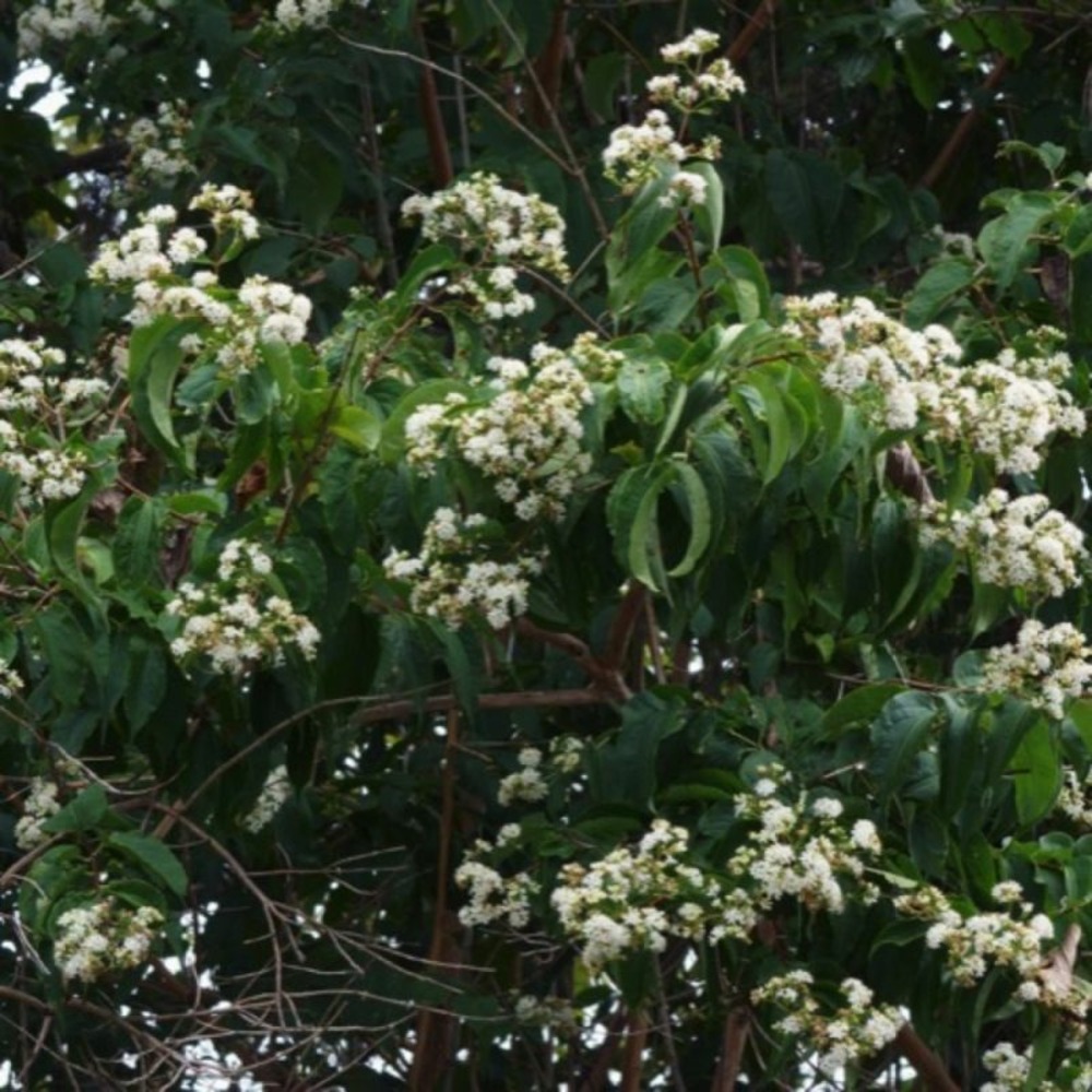 Heptacodion de chine (heptacodium miconioides)