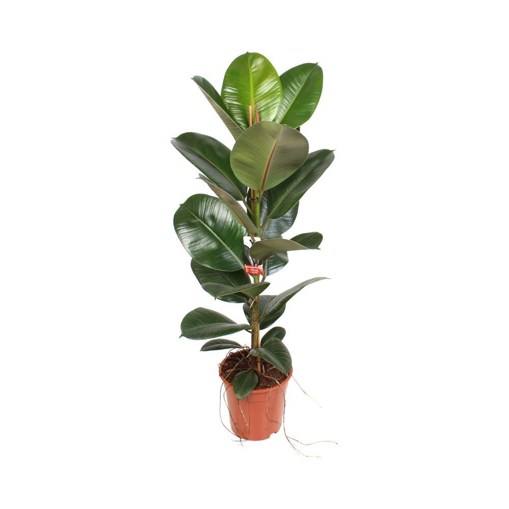 Plante d'intérieur - ficus elastica robusta 95.0cm