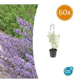 Cataire 'walker's low' x60 – entre 3,75 et 5m2