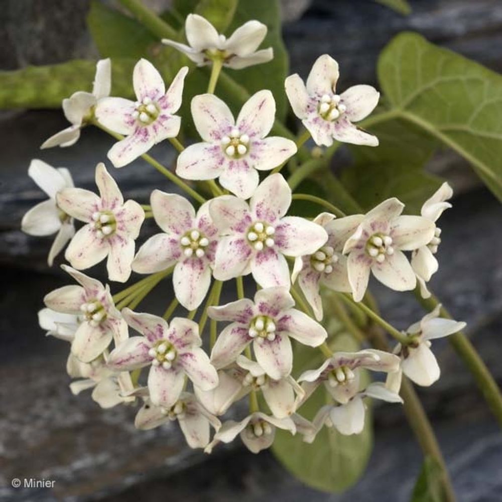 Wattakaka sinensis godet de 8/9 cm