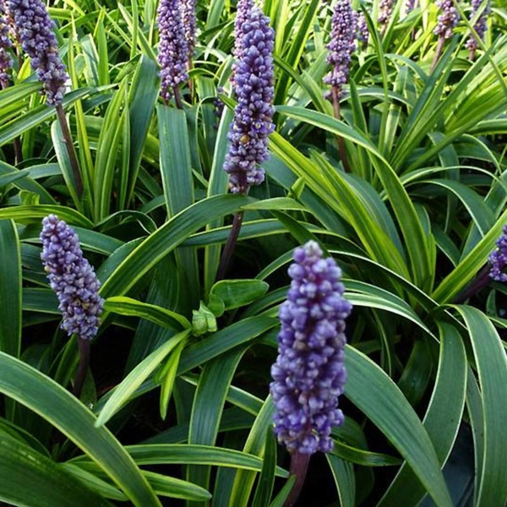 Liriope muscari 'gold banded' godet de 8/9 cm