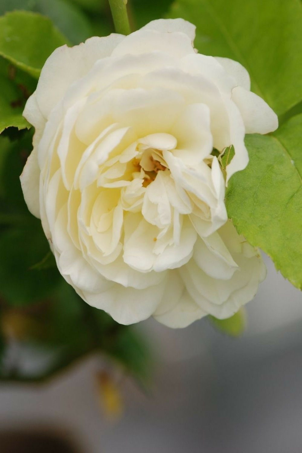 Rosier 'tranquillity' ? - en pot de 5 litres