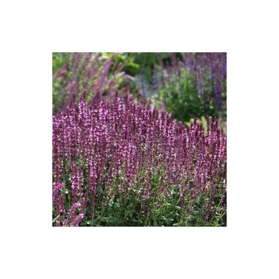 Sauge des bois new dimension rose lot de 9 godets