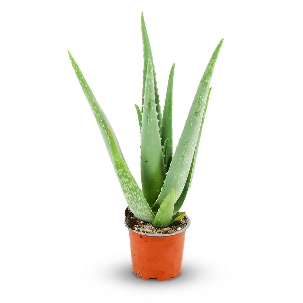 Aloë vera - pot de 10cm - hauteur: 35 - 40cm