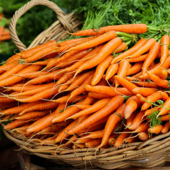 Graines de carotte nantaise améliorée 3 race tam tam - vilmorin sachet