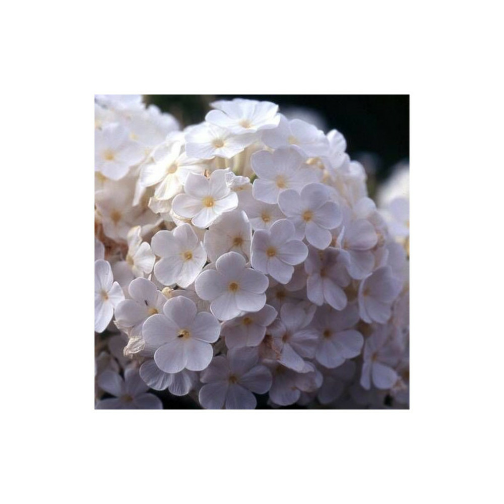 Phlox paniculé fujiyama lot de 9 godets