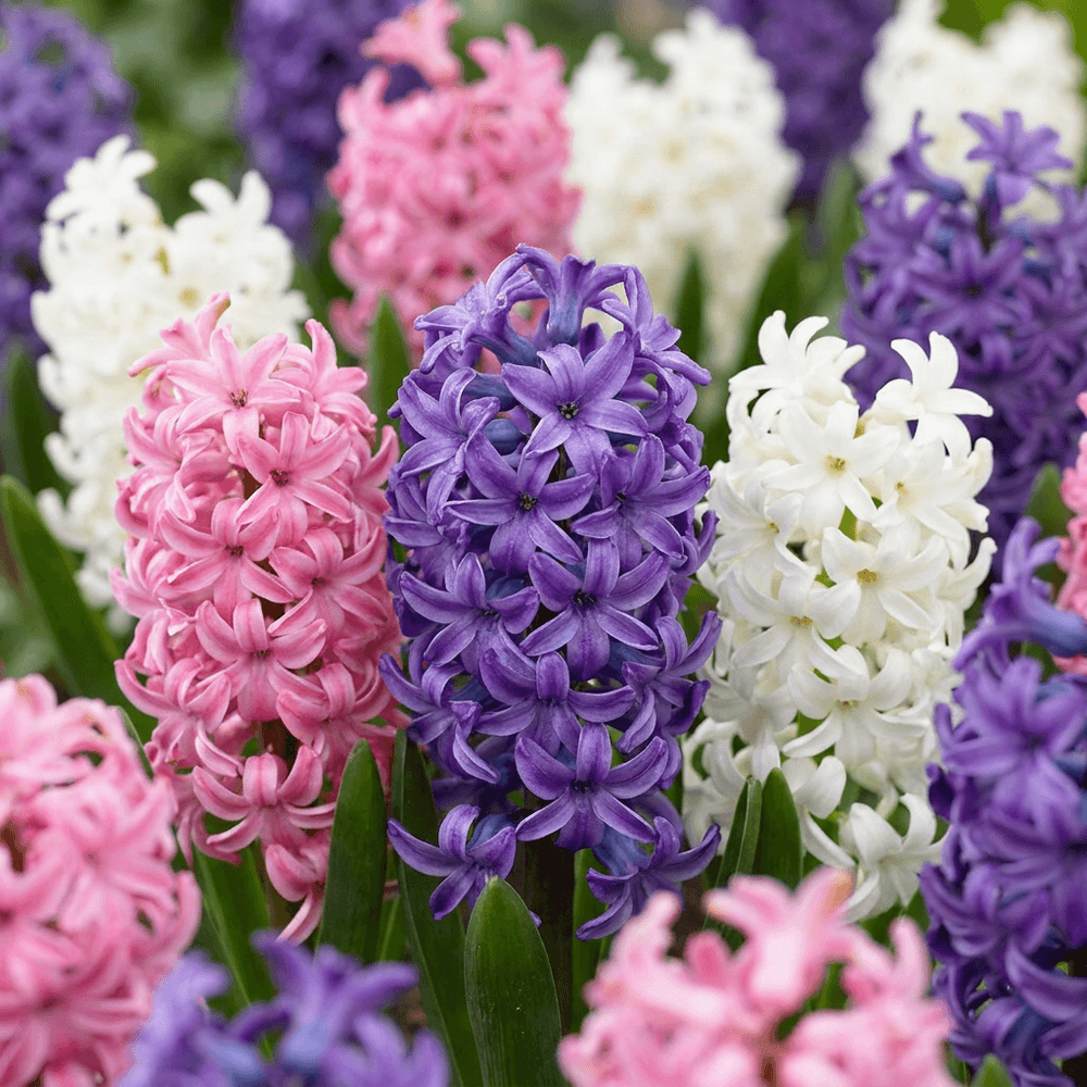Jacinthe pastel en mélange (hyacinthus) - floraison printanière - calibre 14/15 - 20 bulbes