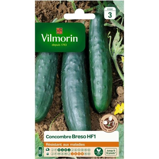 Sachet graines de concombre breso hf1