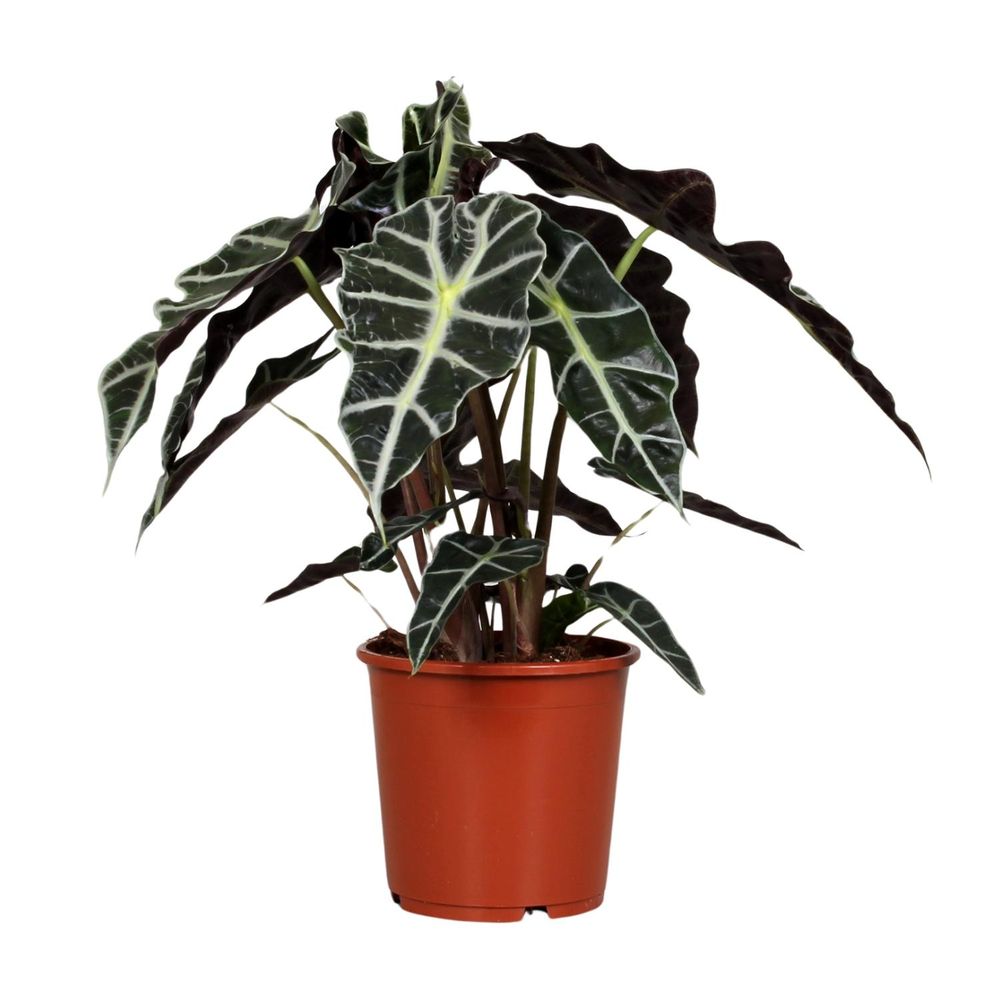 Alocasia polly - ø17cm - ↕45cm - plantes d'intérieur