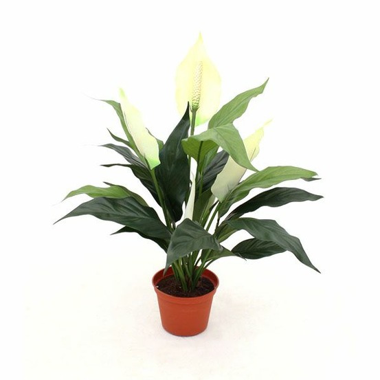 Spathiphyllum plante artificiel 50cm