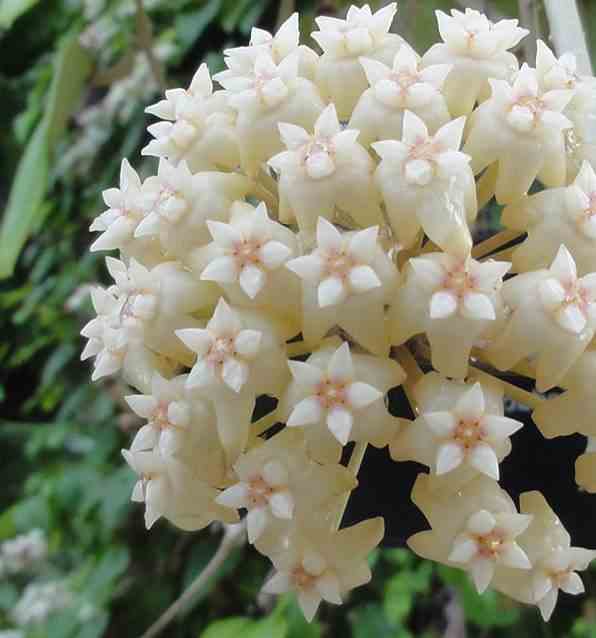 Hoya loyceandrewsiana (fleur de porcelaine, fleur de cire) taille pot de 2 litres - 20/40 cm