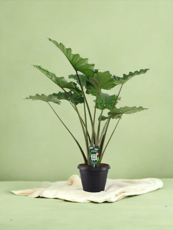 Alocasia portodora - h140 cm - ø34 cm