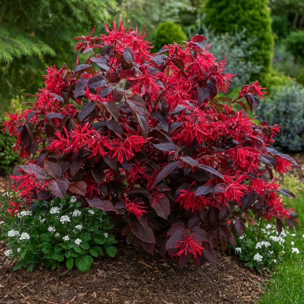Loropétale de chine 'ever red' (loropetalum chinense 'ever red')
