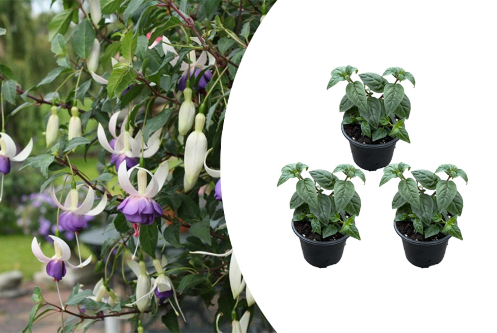 Lot de 3 - fuchsia delta sarah - plante clochette - plantes de jardin - ⌀9 cm - 15-25 cm