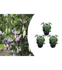 Lot de 3 - fuchsia delta sarah - fuchsiatte - plantes de jardin - résistante à l'hiver - p. 9 cm