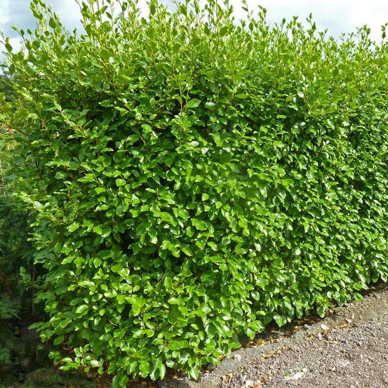 Griselinie du littoral 'green horizon ' pot de 2l/3l