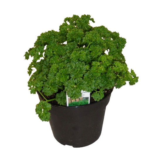 Persil frise pot 14 cm