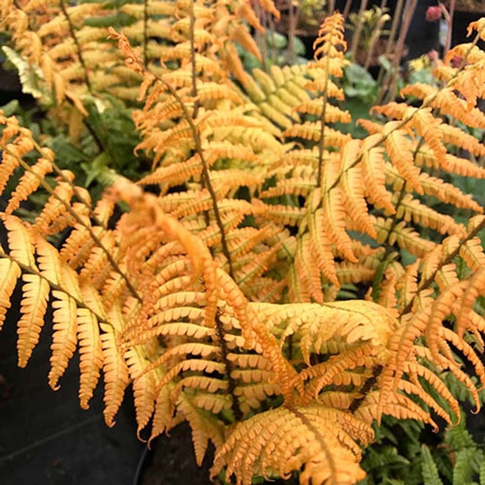 Fougère à écailles dorées 'jurassic gold' pot de 2l/3l