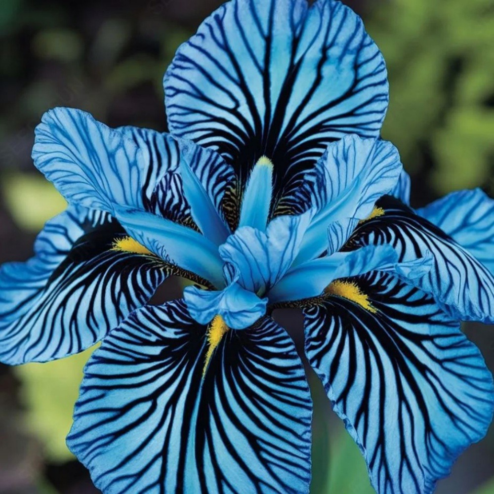 Graines de fleurs orchidée à rayures bleu 100 grains * 5 sachets