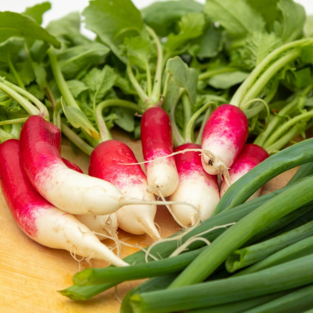 Graines de radis demi long fluo hf1 - vilmorin sachet