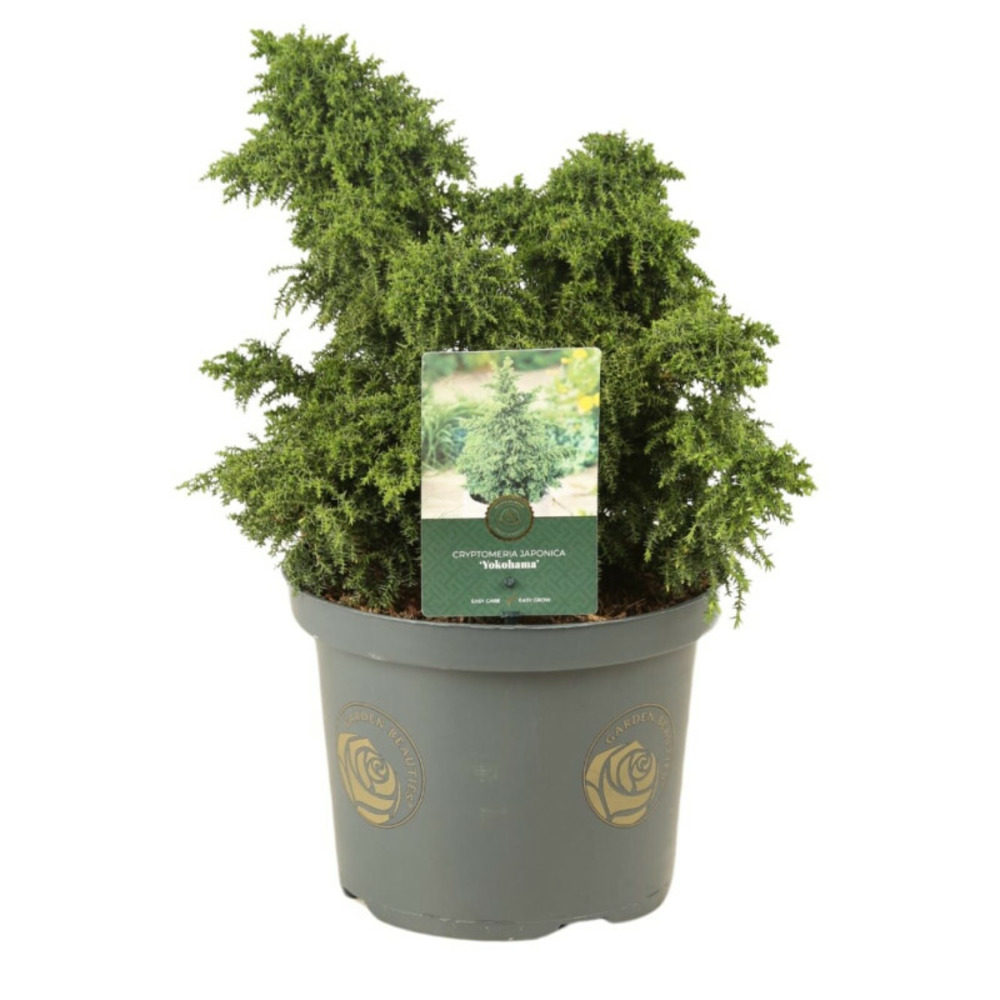 Cryptoméria du japon yokohama - cryptomeria japonica yokohama 20 cm pot 5l
