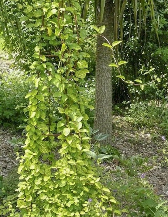 Chèvrefeuille du japon panaché pot de 2l/3l